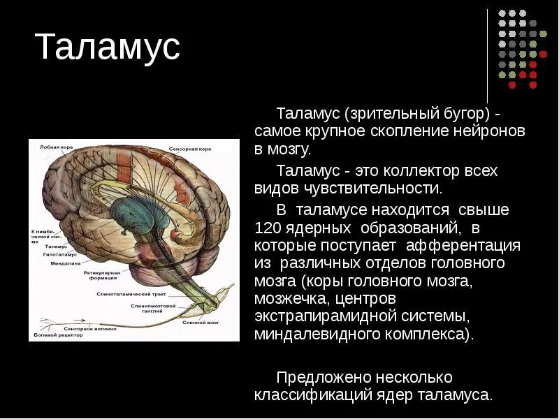 Структуры головного мозга таламус. Таламус анатомия. Зрительные Бугры головного мозга.