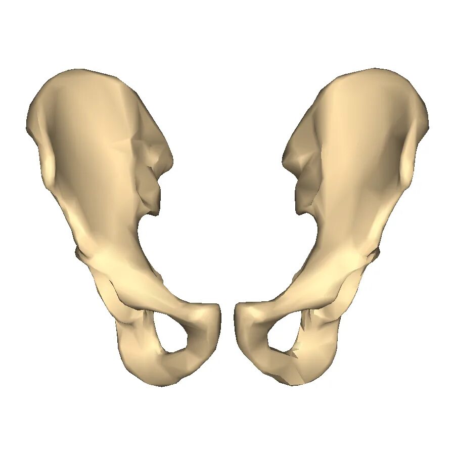 Три тазовые кости. Кости таза анатомия. Тазовая кость. Таз кость. Скелет таза человека.
