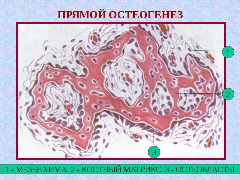 Прямой и непрямой остеогенез гистология. Прямой и непрямой остеогенез гистология