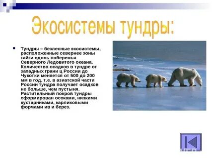 Экосистема тундры