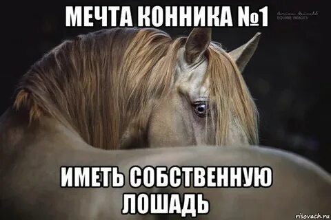 Лошадь оскорбление