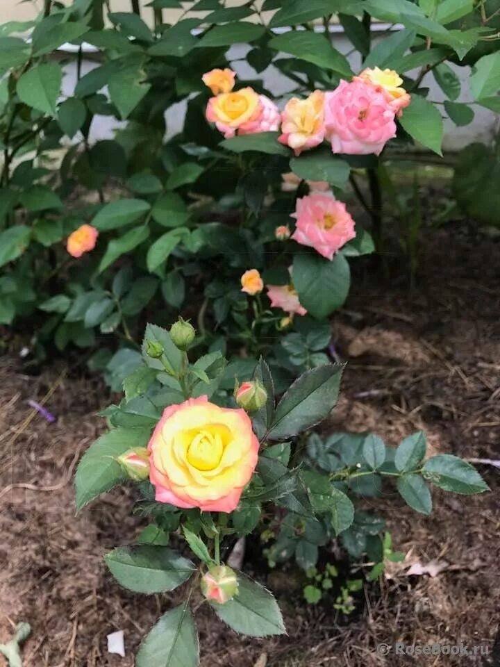 Роза флорибунда тайфун. Роза бордюрная тайфун. Роза typhoon. Роза спрей тайфун. Роза спрей(бордюрная) тайфун.