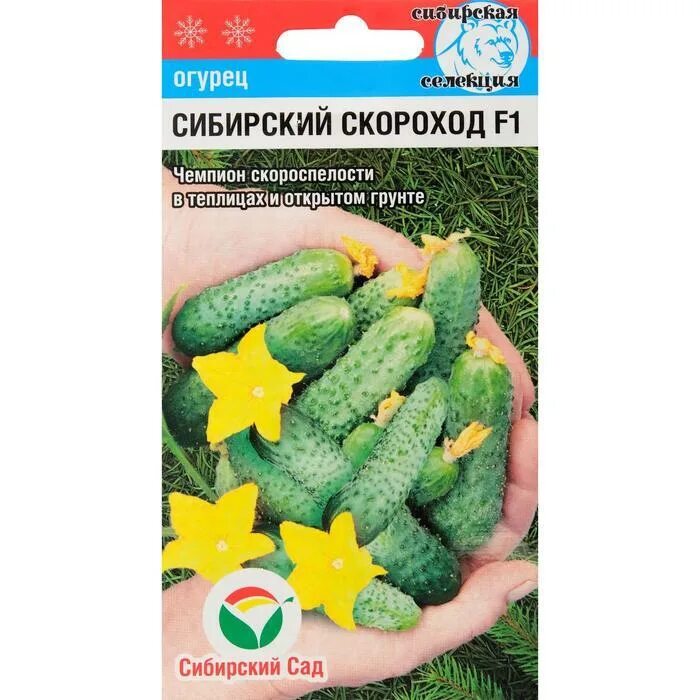Огурцы сибирский сад. Огурцы скороход. Огурец шустрец-молодец f1. Сибирский многодетный f1 7шт. Огурцы скороход.