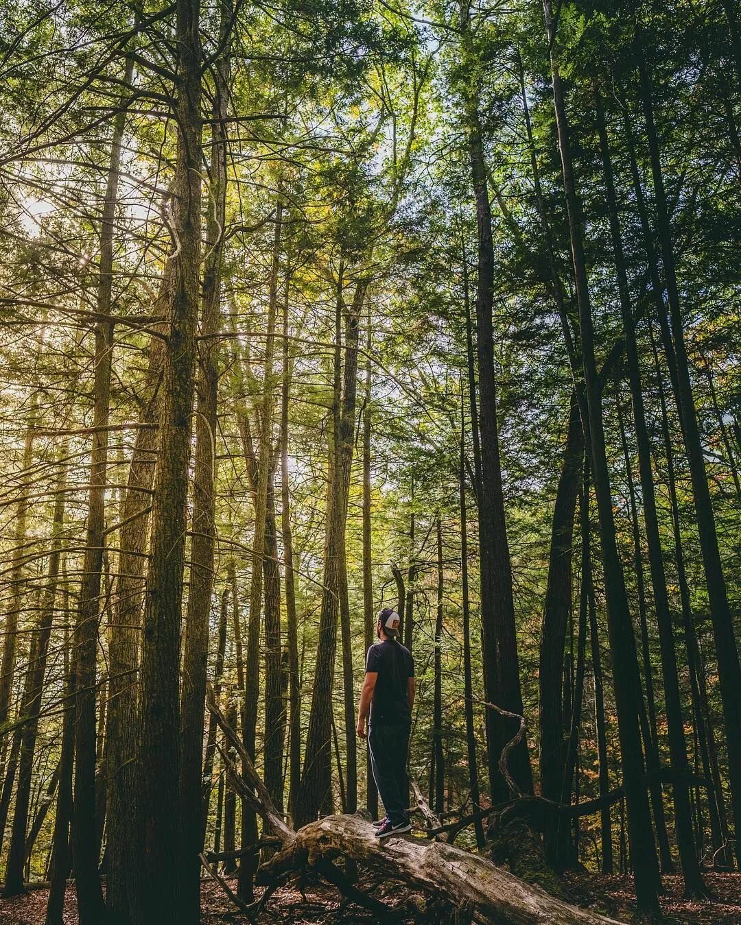 Болезненный вид девушка лес. Интересные селфи в лесу. Фото селфи в лесу. Природа для фотосессии без людей. Фотосессия в сосновом лесу.