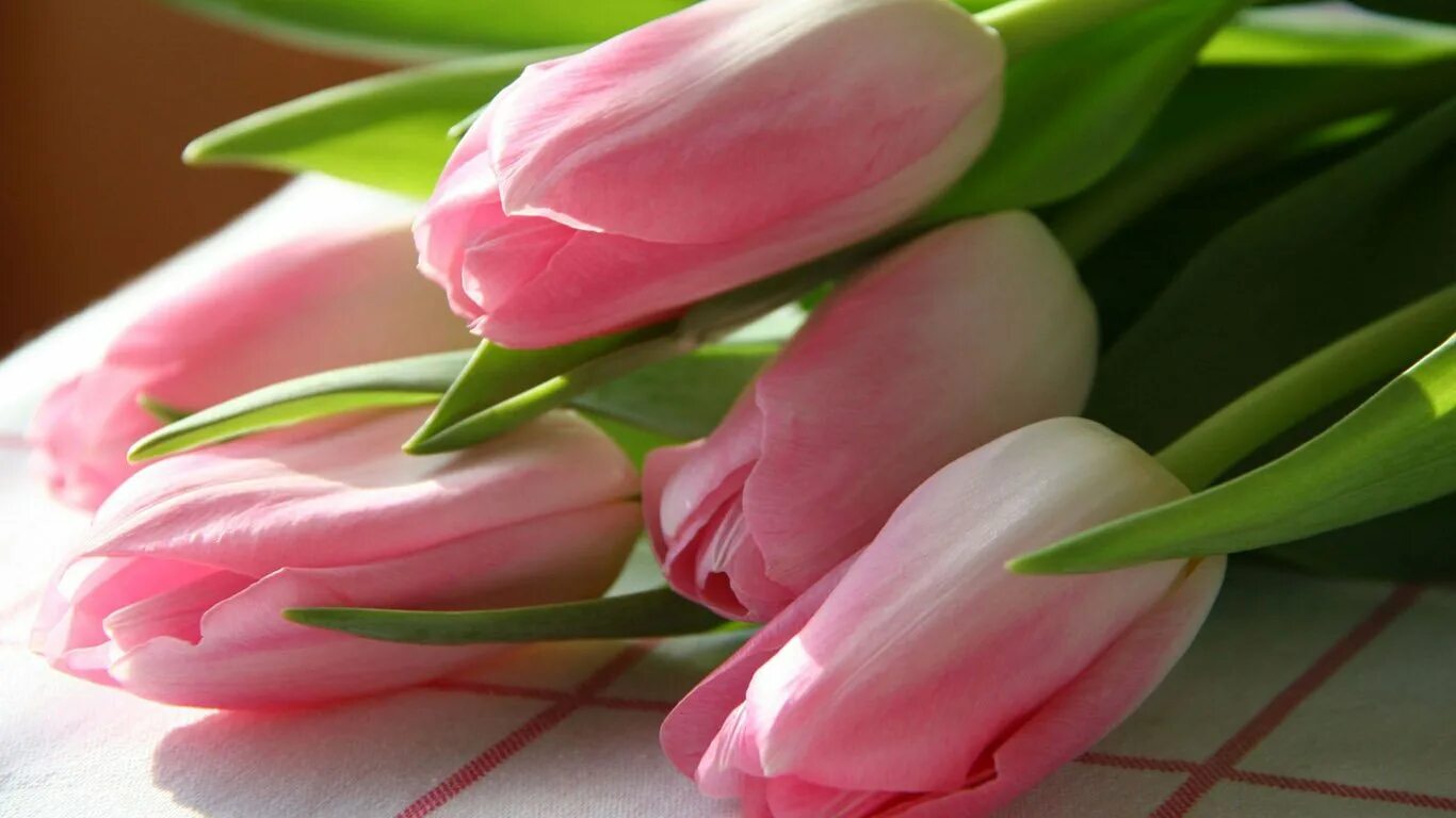 Покажи цветы тюльпаны. Весенние тюльпаны. Розовые тюльпаны. Нежные цветы тюльпаны. Обои на рабочий стол тюльпаны.