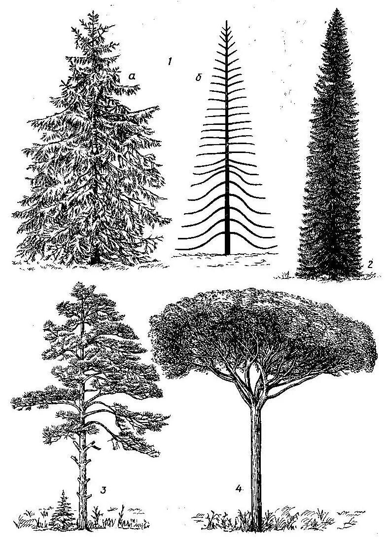 Хвойные кроны. Лиственница Сибирская форма кроны. Лиственница ель пирамидальная коническая крона. Крона сосен сбоку. Лиственница Сибирская ширина кроны.