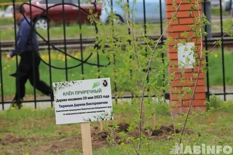 В старом парке есть кленовая аллея