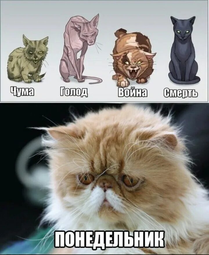 Мем 4 кота