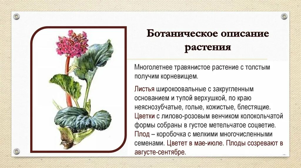 Значение в области какой ботанической. Лекарственные растения бадан толстолистный. Бадан лекарственное растение описание. Бадан толстолистный описание растения. Бадан толстолистный корневища.