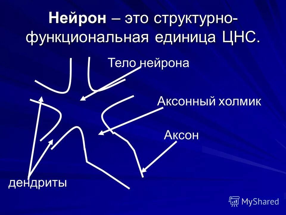 Нейрон основная структурная единица нервной системы. Нейрон. Структурно функциональная единица цнс. Структурно функциональная единица цнс. Функциональная классификация нейронов.