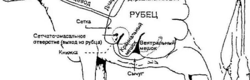 У коровы нет жвачки что делать. Желудок крупного рогатого скота.