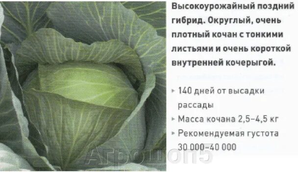 Семена Капуста б/к Менза F1: описание сорта, фото - купить с доставкой или почто