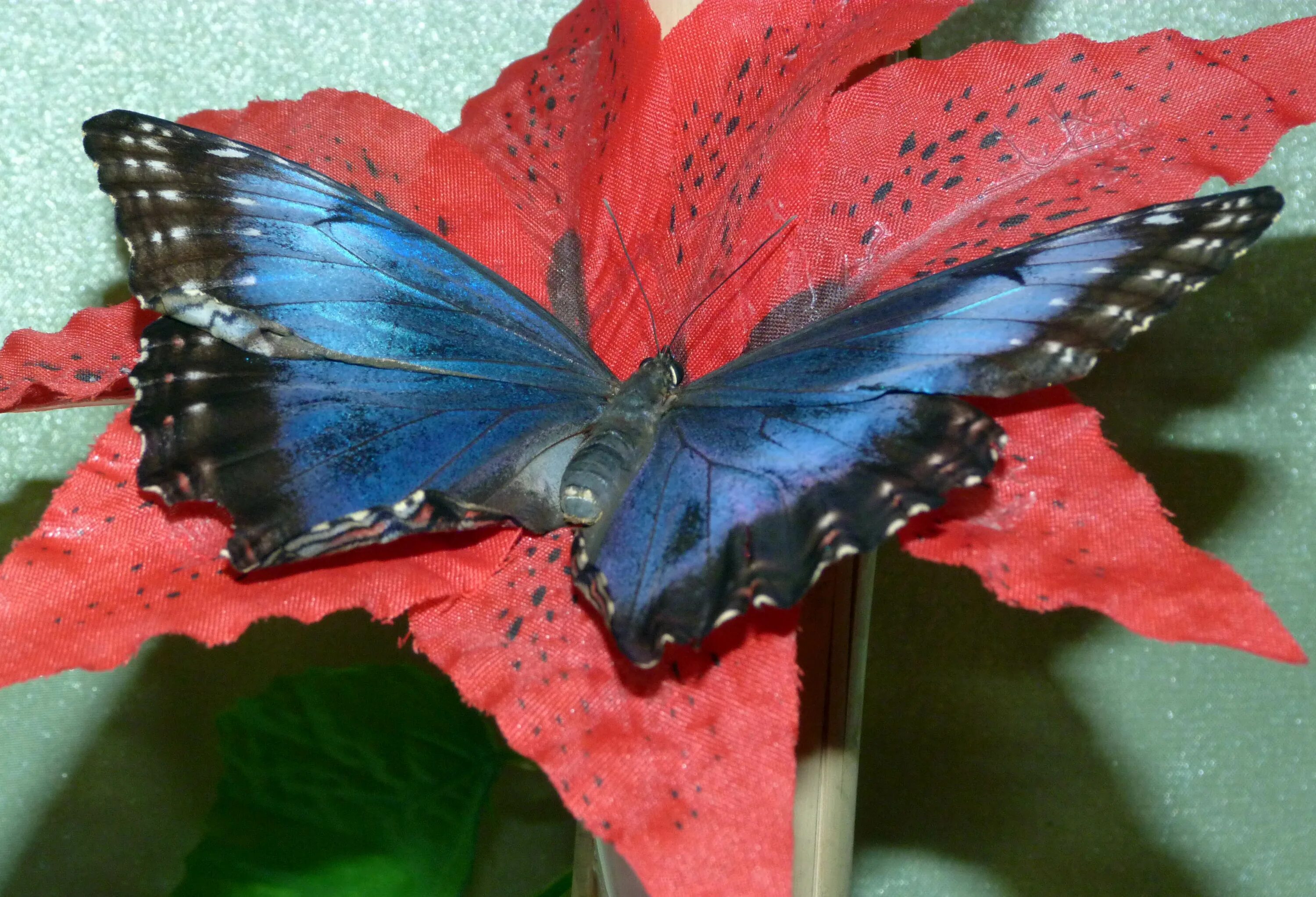 Выставка бабочек колизей. Выставка бабочек. Экскурсия бабочек. Бабочка машет крыльями. Тропические бабочки экскурсия.