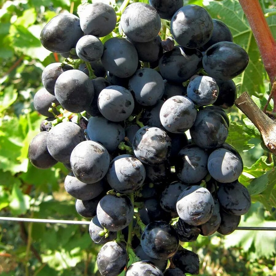 Фото винограда сфинкс. Виноград страшенский. Фото винограда сфинкс. Виноград плодовый мариновский. Фото винограда сфинкс.