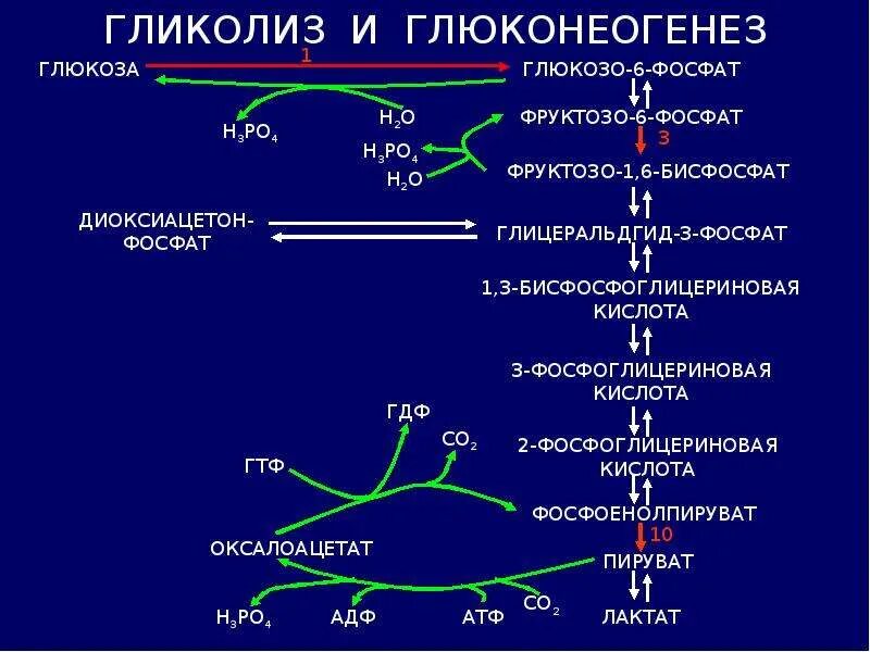 Гликолиз последовательность реакций. Синтез Глюкозы из пирувата реакции. Цикл гликолиза биохимия. Глюконеогенез цикл кори реакции биохимия. Синтез Глюкозы из лактата биохимия.