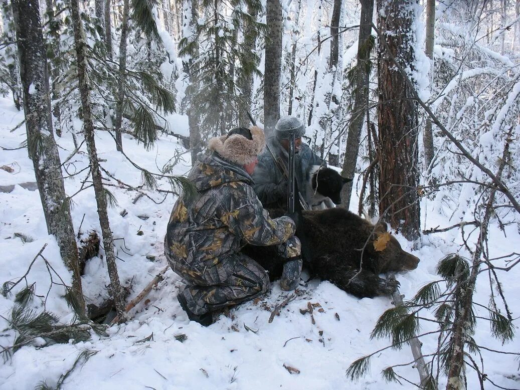 Охота на медведя зимой на берлоге. Охотник в берлоге у медведя. Берлога охотника
