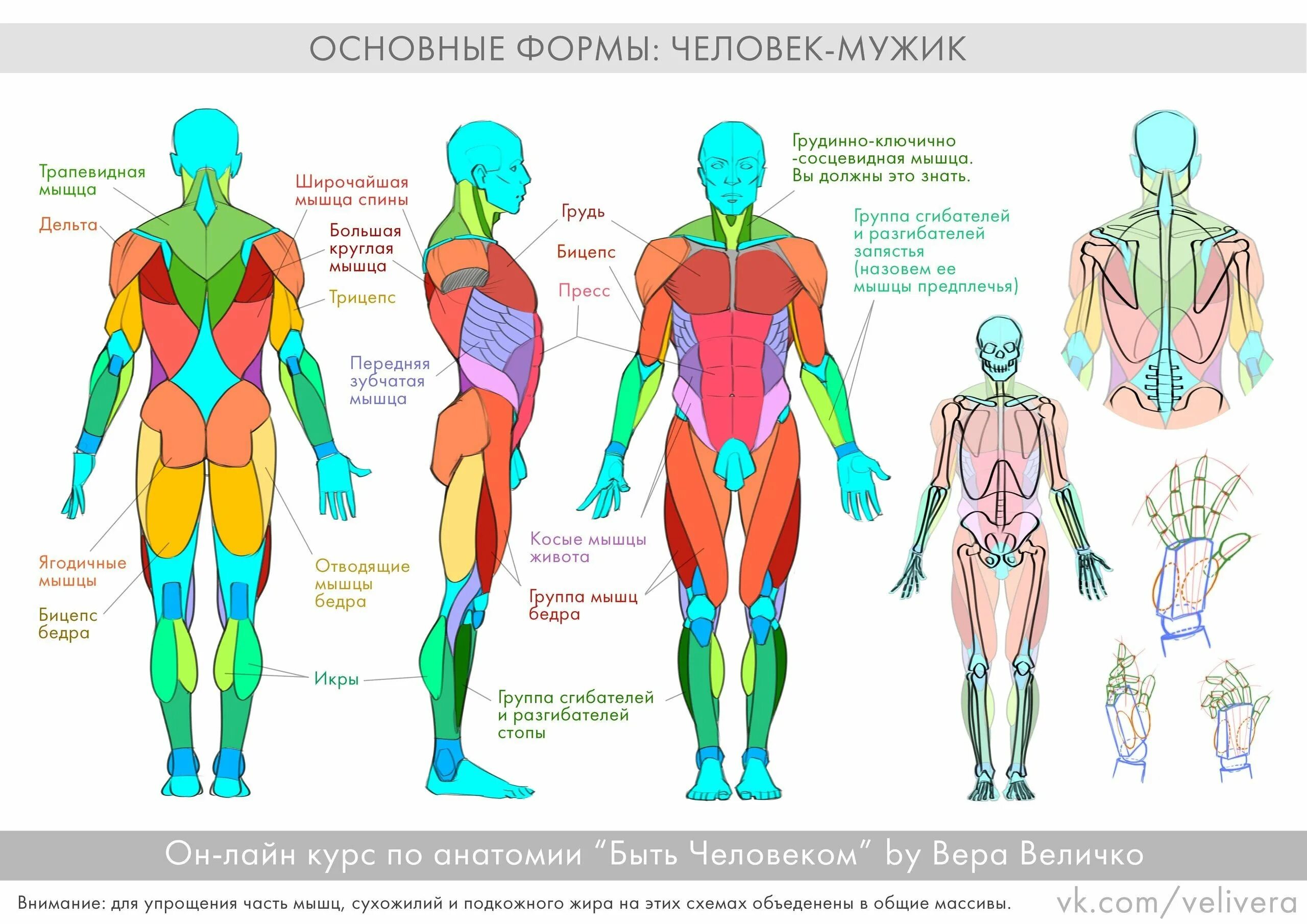 Сколько групп мышц. Вера величко анатомия для художников. анатомия человека мышцы для художников. названия мышц для художников. анатомия тела человека мышцы для художников.