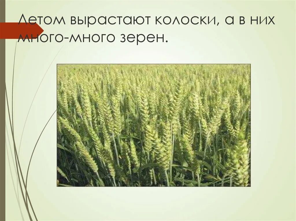 Физминутка колосок. Летом вырастают колоски, а в них много- много зерен. Стихотворение колосок. Пшеница золотая блантер. Вырос в поле колосок физкультминутка.