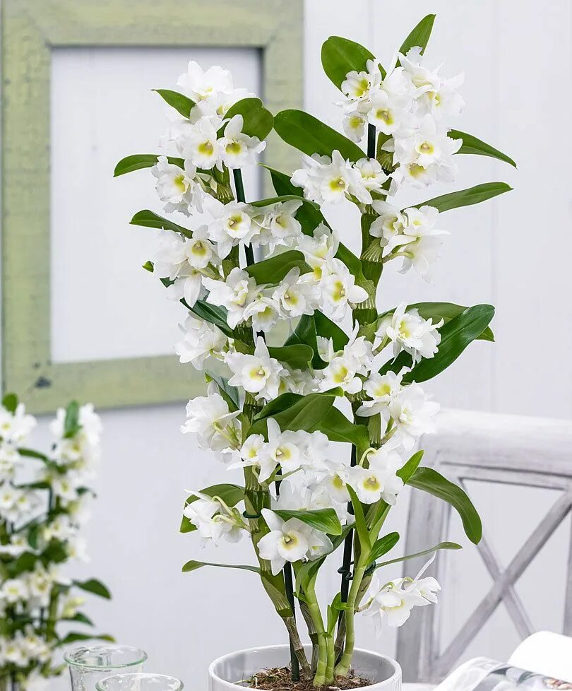 Дендробиум как ухаживать в домашних. Орхидея Dendrobium Nobile. Орхидея Dendrobium Nobile белая. Орхидея дендробери Нобиум. Дендробиум Нобиле Аполлон.