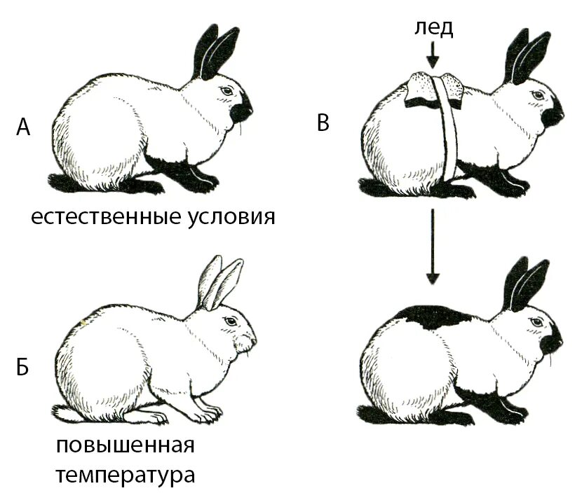 Изменение фенотипа