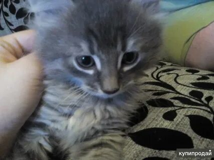 Гатчина котята в добрые