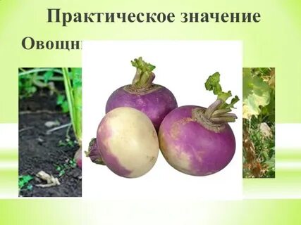 Крестоцветные корнеплоды