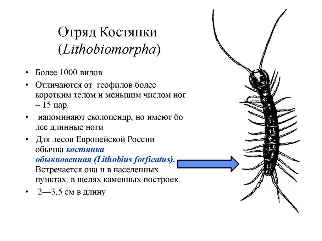 Что имеет 40 ножек но не ходит