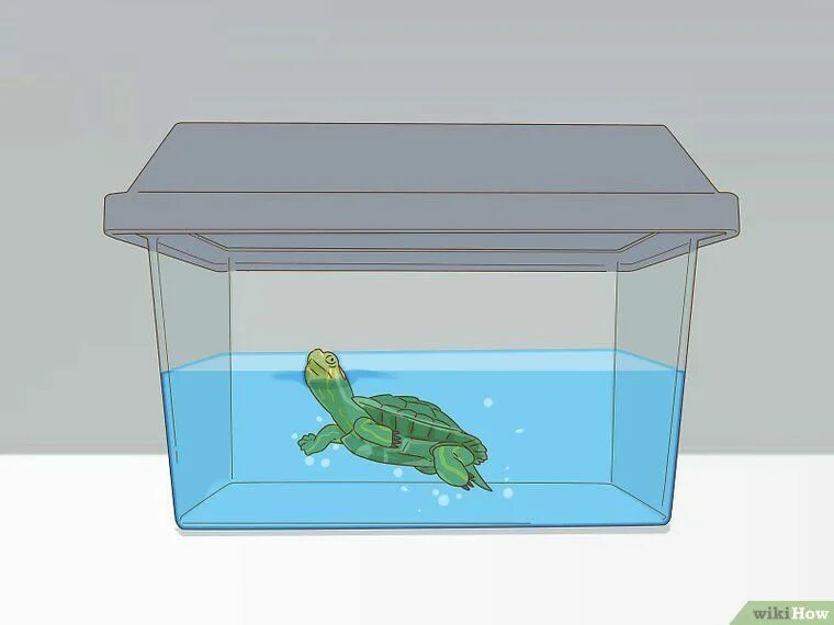 Красноухая черепаха. Аквариум для красноухой черепахи. Красноухая черепаха в аквариуме рисунок. Раскраска черепаха красноухая черепаха.
