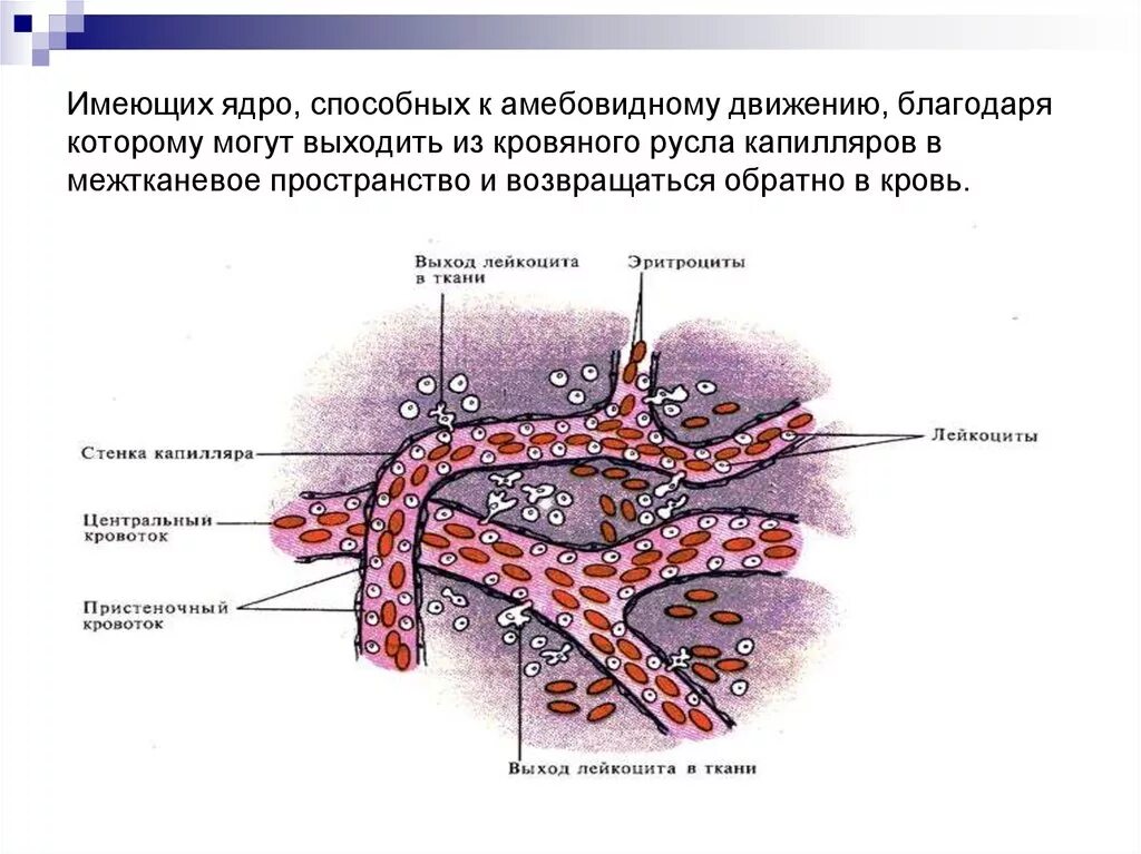 Жидкость из кровеносного русла. Эритроциты способны к амебоидному движению. Выход лейкоцита из кровяного русла. Межтканевое пространство. Не способна к движению