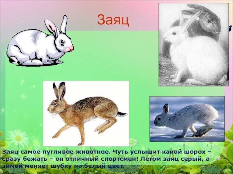 Заяц другим словом. Заяц зимой и заяц летом. цвет зайца летом и зимой. заяц летом для детей. заяц самое пугливое.