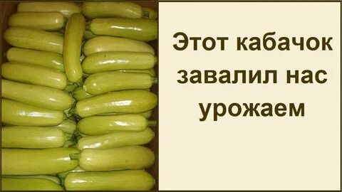 Можно собакам давать кабачки