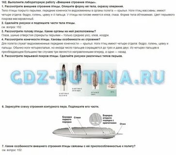 Рассмотрите внешнее строение и