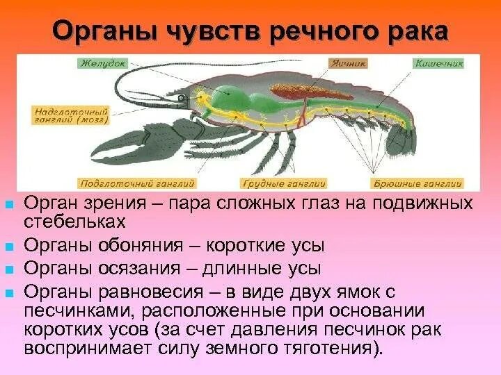 Органом зрения речного рака служат