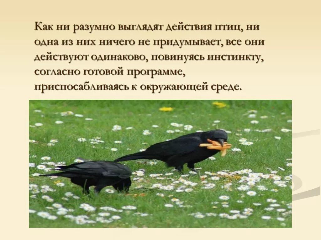 Можно ли назвать животных разумными