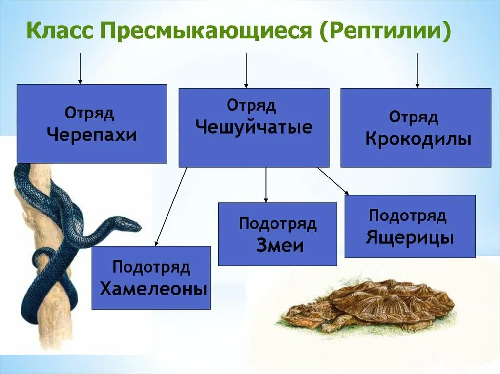 Общая характеристика пресмыкающихся. Представители класса пресмыкающихся. Отряд пресмыкающиеся 7 класс. Класс рептилии.