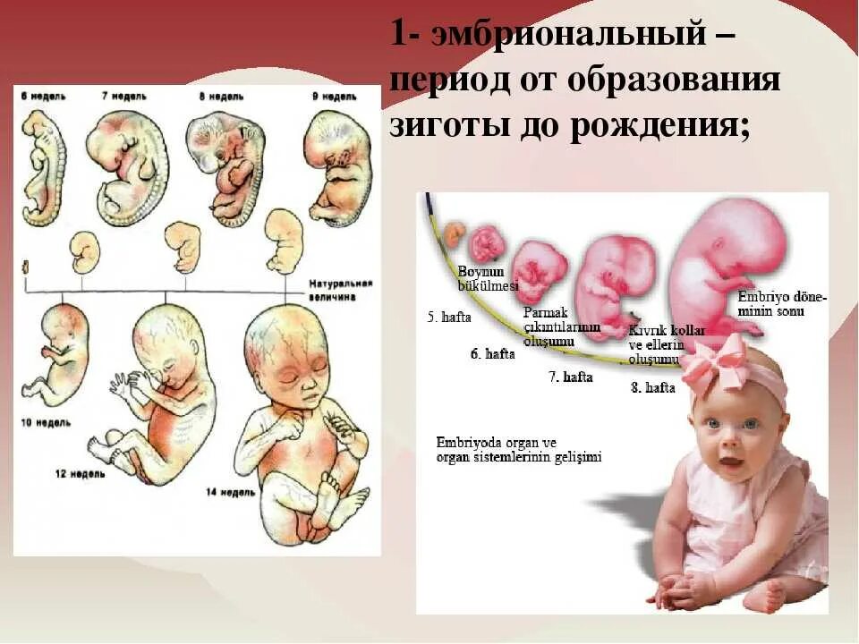 Какие этапы проходит человек после рождения. Эмбриональное развитие от зиготы до рождения. Онтогенез развития плода человека. Внутриутробный онтогенез схема. Периоды развития эмбриона человека.