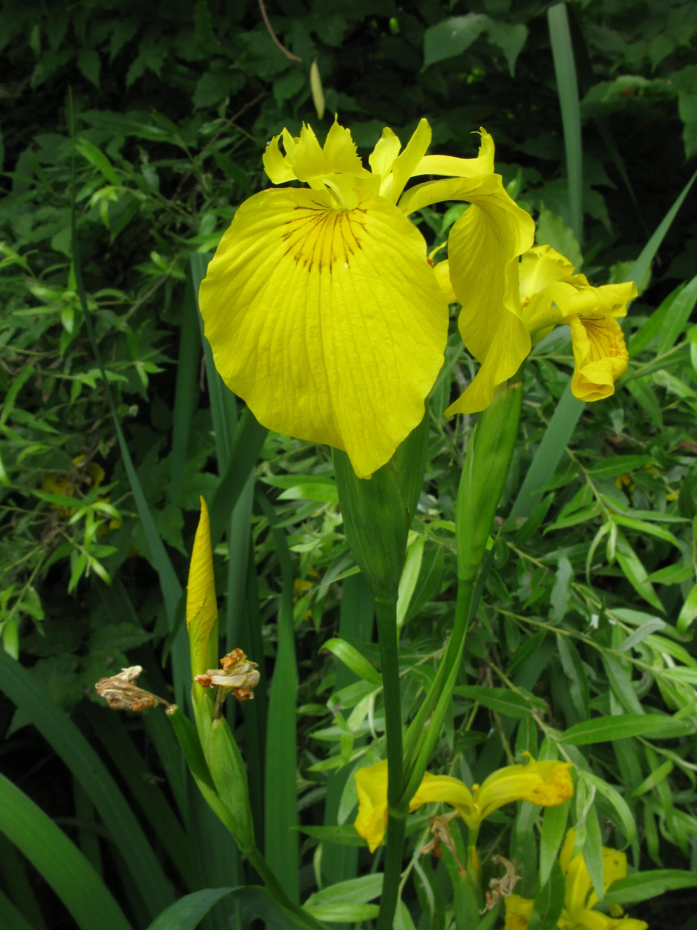 Iris pseudacorus. Ирис болотный Вариегата. Жёлтый Ирис. АИР желтый растение. Аир желтый