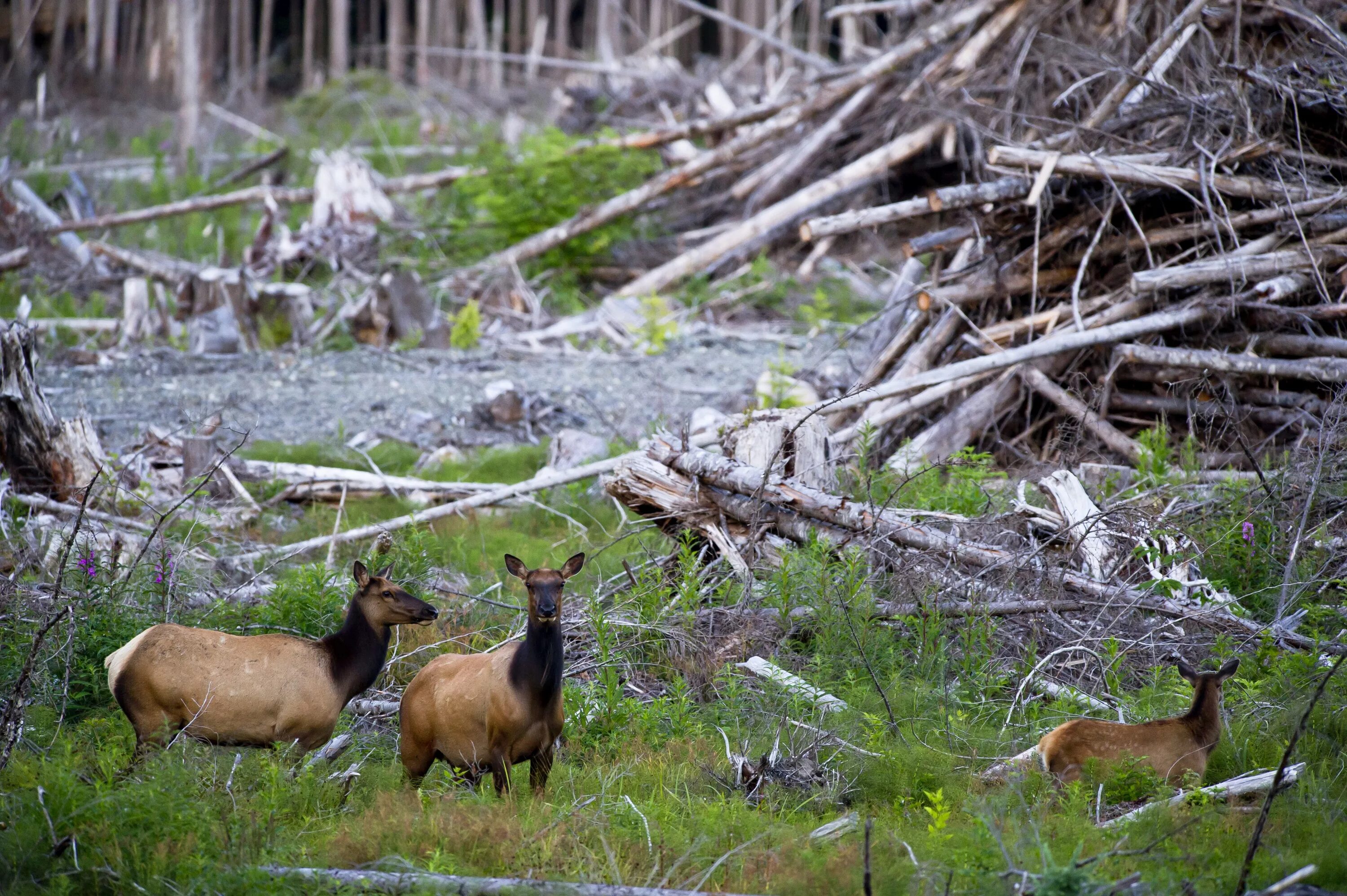 Destroy wildlife. Уничтожение Флоры и фауны. Растительный и животный мир. Разрушение среды обитания животных. Вырубка лесов и животные.