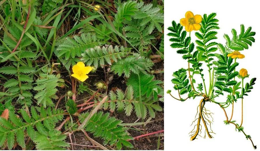 Лапчатка гусиная латынь. Лапчатка гусиная (potentilla anserina). гусуна лапчатая.