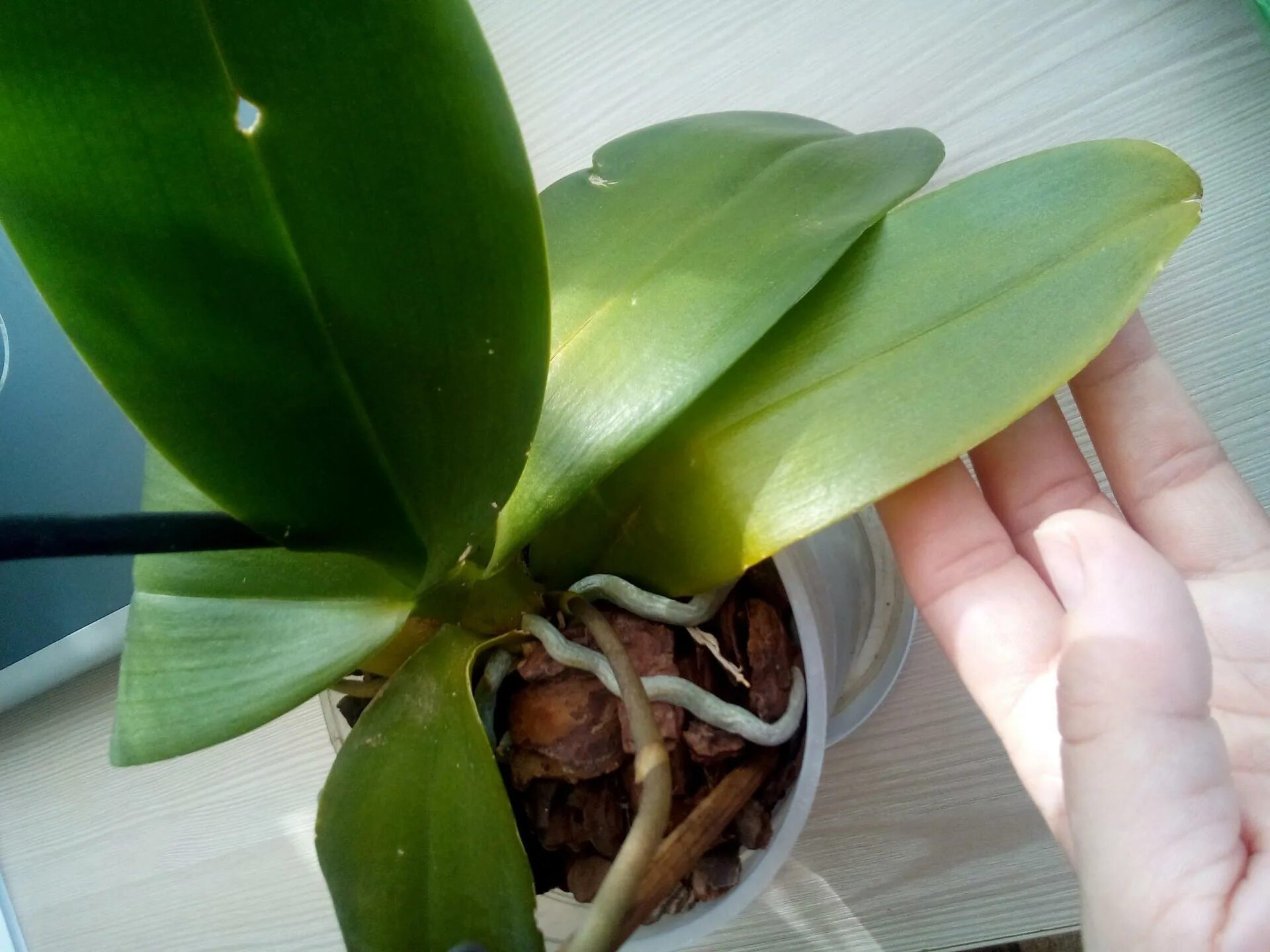 Пересадка орхидей листом. Как понять что орхидея вянет. Пересадка орхидеи фаленопсис. Фаленопсис размножение. Пересадить орхидею.