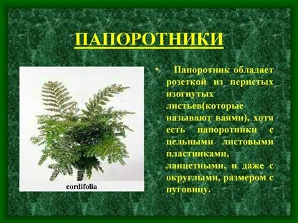 Текст папоротник