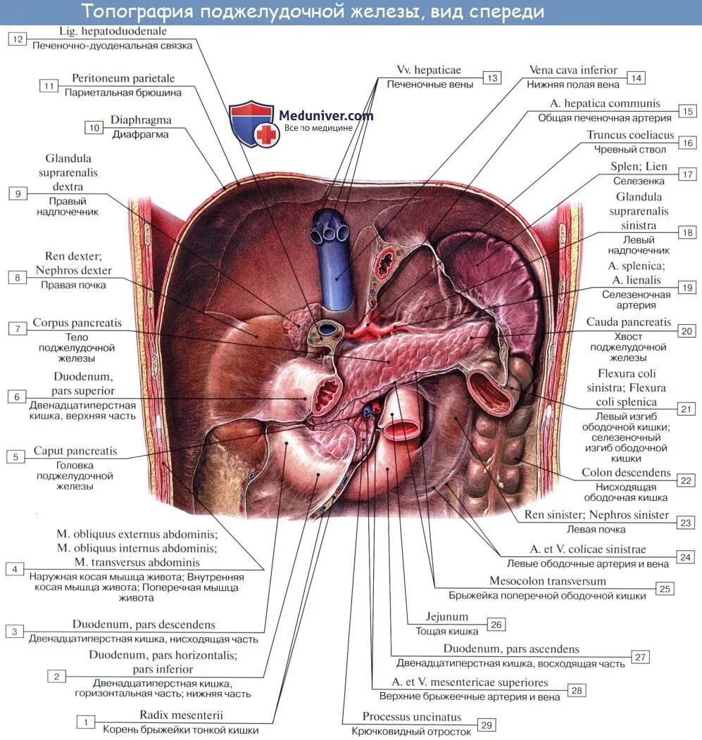 Желчный пузырь селезенка орган. Поджелудочная железа топография строение. Топографическая анатомия поджелудочной железы. Двенадцатиперстная кишка топография кровоснабжение. 12 Перстная кишка печень поджелудочная железа.