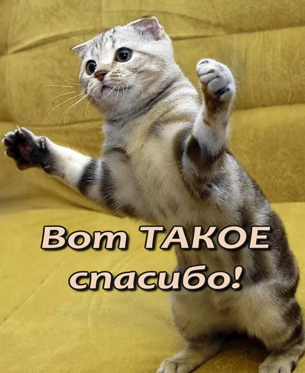 Говорящие коты картинки. Котик спасибо. спасибо картинки. спасибо картинки прикольные. смешные открытки с благодарностью.
