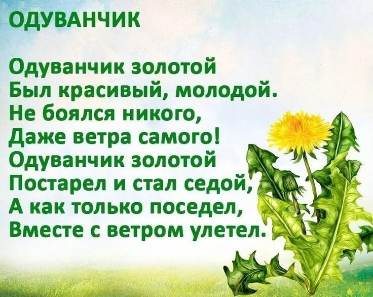Загадка про одуванчик