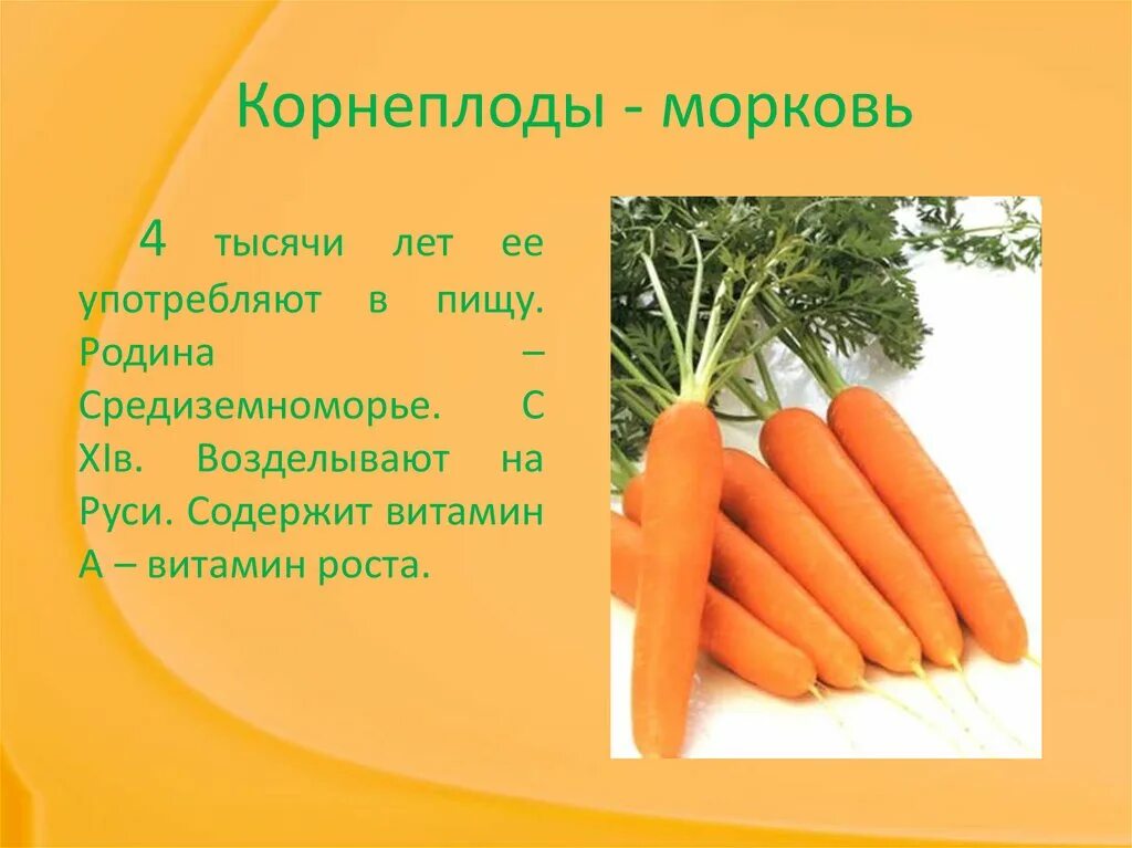 Корнеплод моркови является. Корнеплод моркови. витамины в моркови. морковь витамин роста. из чего состоит морковь.