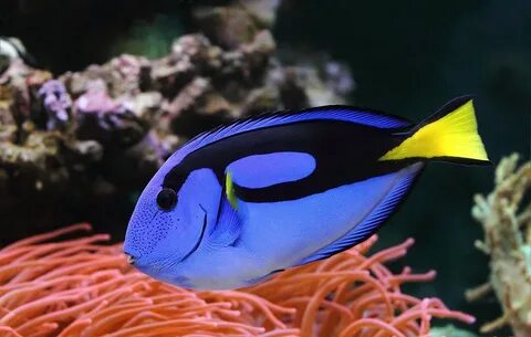 Самые разные рыбы