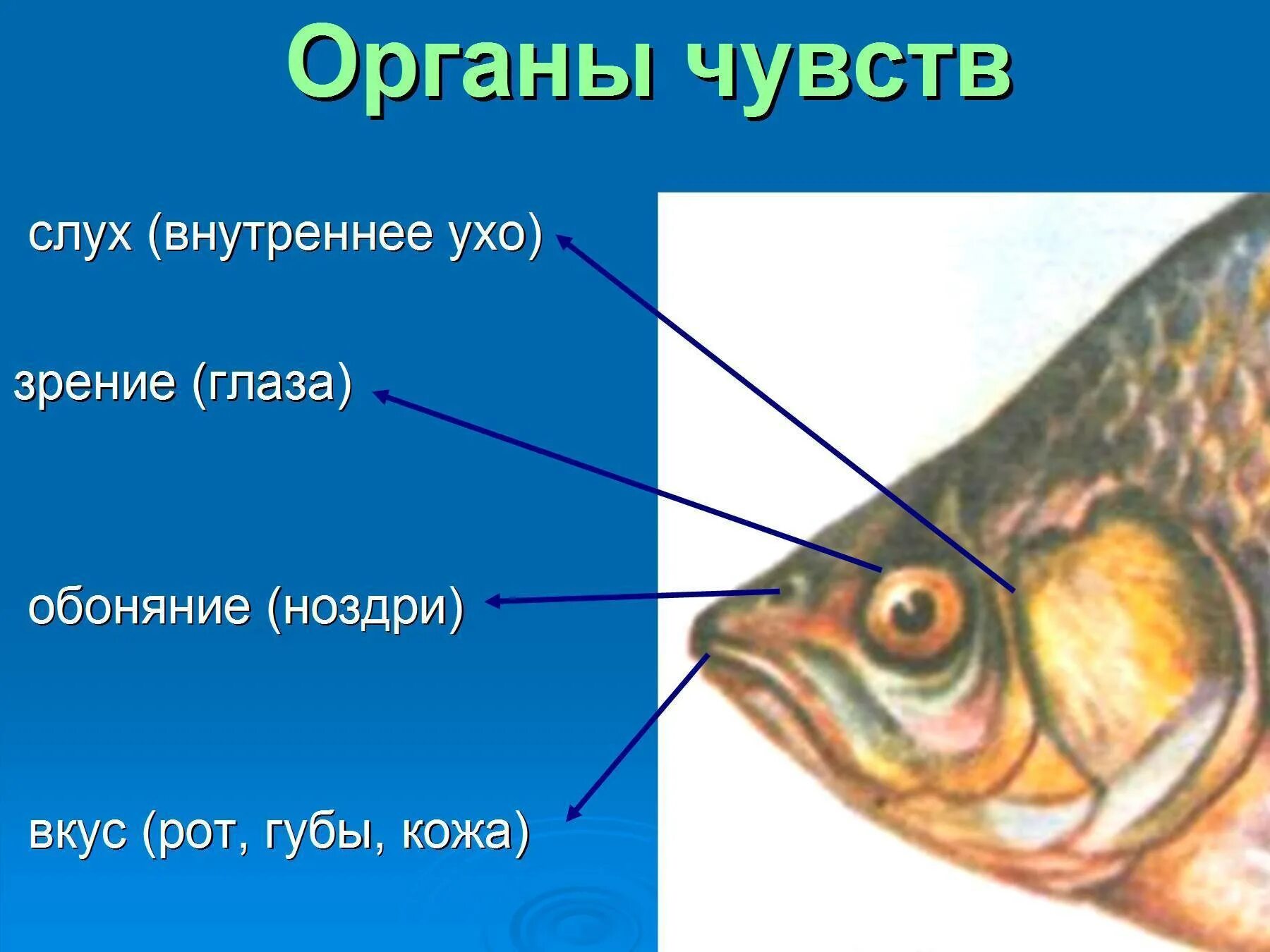 Особый орган чувств боковая линия. Органы чувств рыб. Орган слуха у рыб. Рыбы (биология). У рыб есть внутреннее ухо.