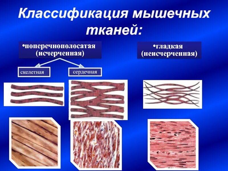 Мышечная ткань строение таблица. Исчерченная мышечная ткань гистология. поперечнополосатая мышечная ткань строение гистология. сердечная поперечно-полосатая исчерченная ткань. типы мышечной ткани исчерченная.