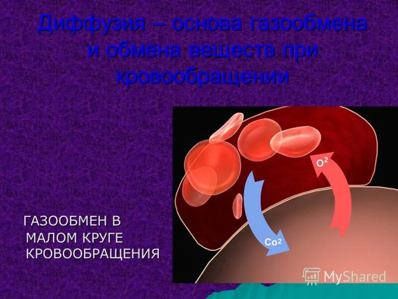 Большой и малый круг кровообращения газообмен. Газообмен в малом круге кровообращения физиология. Где осуществляется газообмен в малом круге. Малый легочный круг кровообращения. Где осуществляется газообмен малого круга кровообращения.