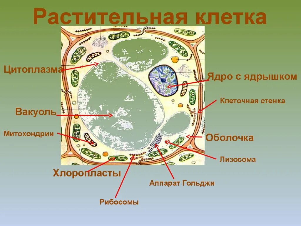 Структура растительной клетки 6 класс. Биология 6 класс структура клетки растений. Структура растительной клетки 6 класс биология. Структура растительной клетки 6. Структура растительной клетки 6 класс ВПР.